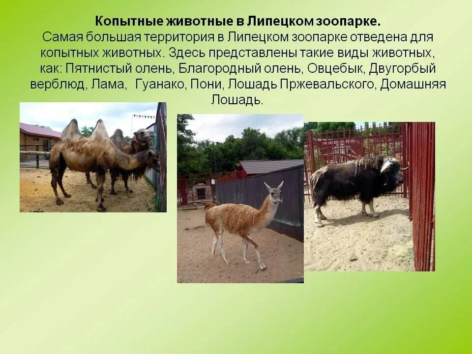 Исследовательский проект животные. Актуальность собак. Проект по окружающему миру животные. Проект на тему животных. Исследовательский проект животные.