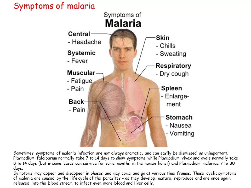 Malaria diagnosis.