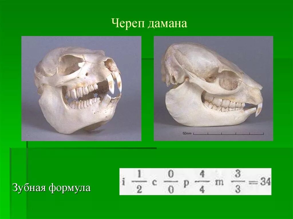 Формула зубов китообразных. Череп рукокрылых зубная формула. Зайцеобразные череп зубная формула. Даман зубная формула. Отряд зайцеобразные зубная формула.