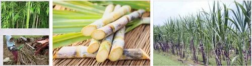 Крупнейшие производители сахарного тростника