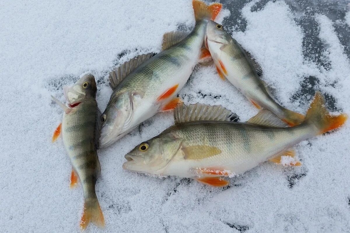 Рыбалка зимой. Зимняя рыбалка на омуля на байкале. Зимняя рыбалка улов. Сорога зимняя рыбалка. Рыба на льду.