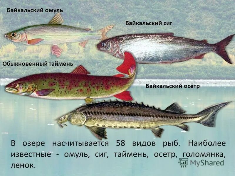 Байкальский омуль описание. Омуль, ленок, сиг. ленок сиг таймень. омуль рыба фото описание. таймень и ленок различия.