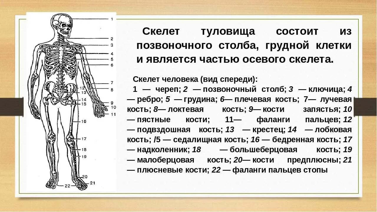 Скелет человека опорно двигательная система. Опорно двигательная система состоит из скелета. Осевой скелет человека анатомия. Кости туловища строение.