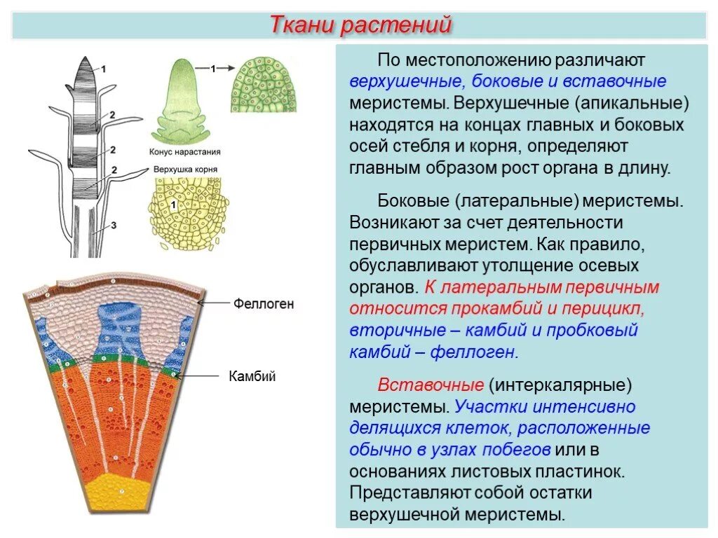 Зона нарастания. Растительные ткани образовательные ткани (меристемы. Образовательная ткань растений меристема. Апикальная меристема корня. Строение верхушечной ткани растений.