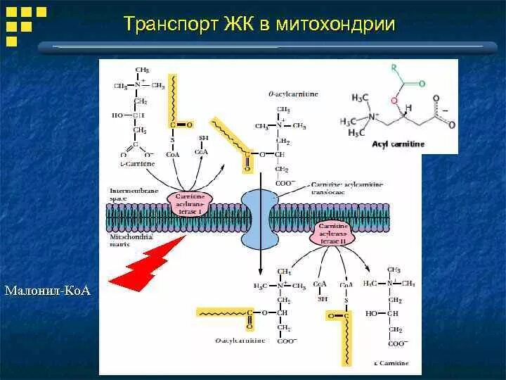Карнитин функции. Схема синтеза карнитина. транспорт жирных кислот в митохондрии. реакции в митохондриях. карнитин биохимия.
