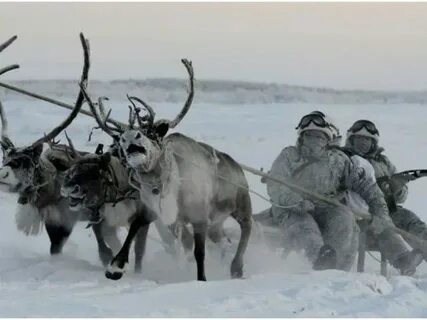 А олени лучше