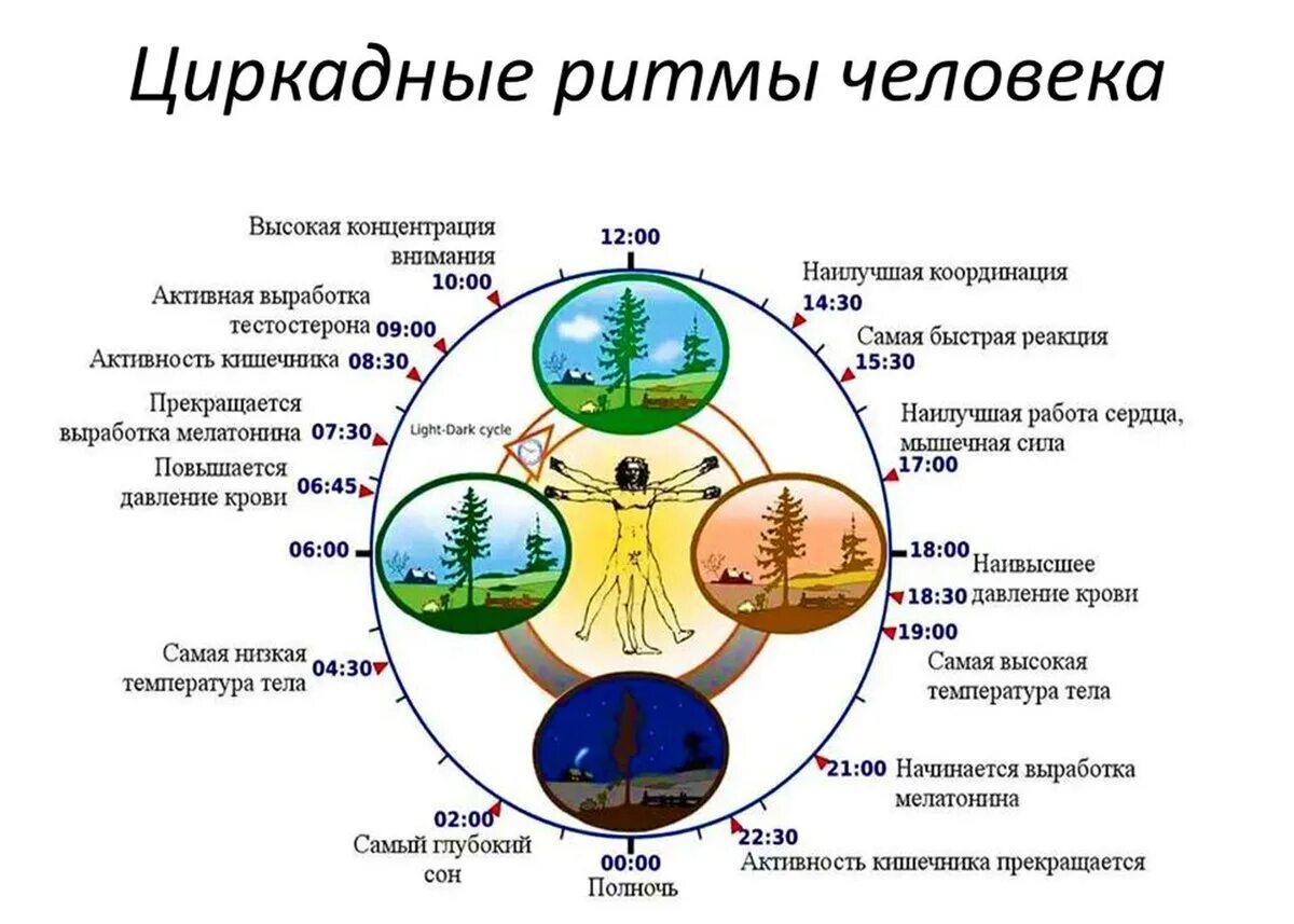 Изменения организма в течении жизни это. Циркадные биоритмы человека. Сон биоритмы циркадные ритмы. Циркадные ритмы человека по часам и органам. Биологические суточные часы организма человека по часам работы.