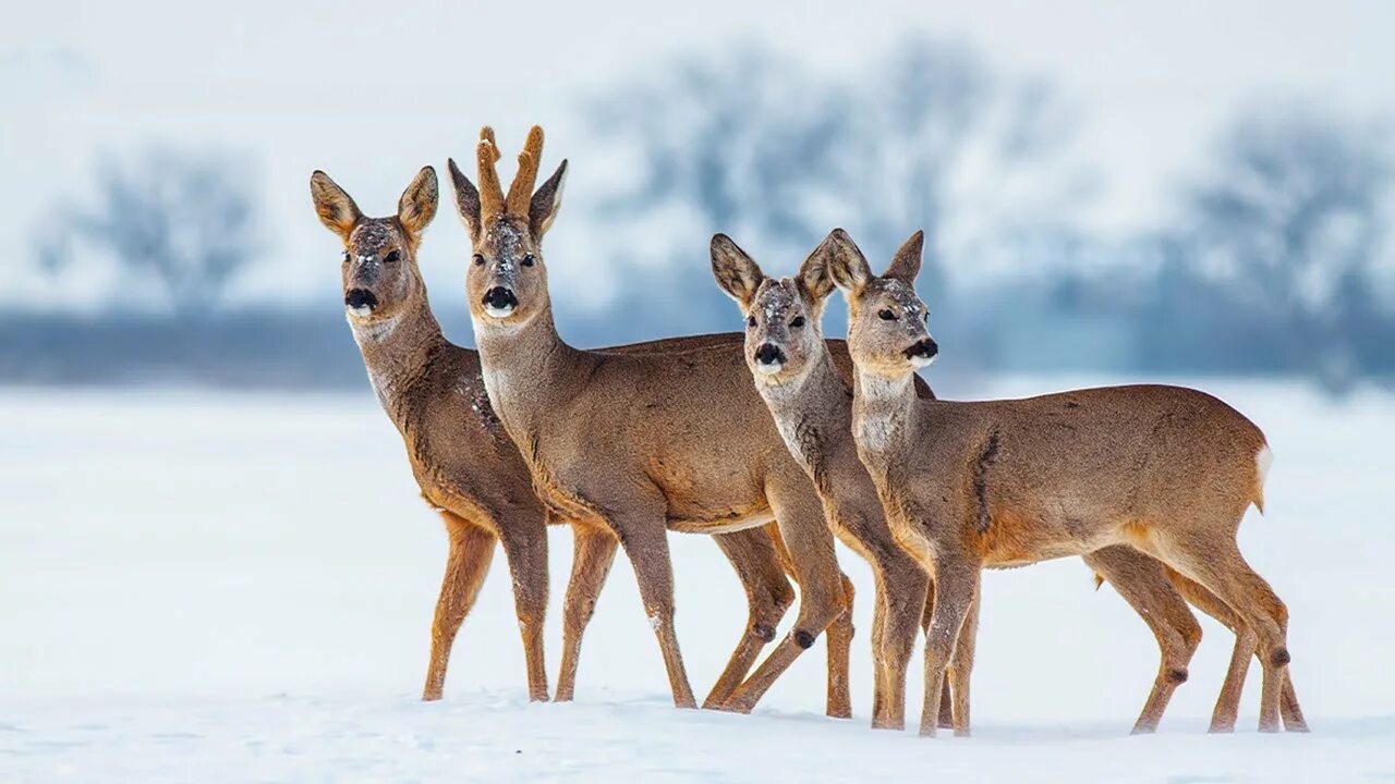 Winter stand