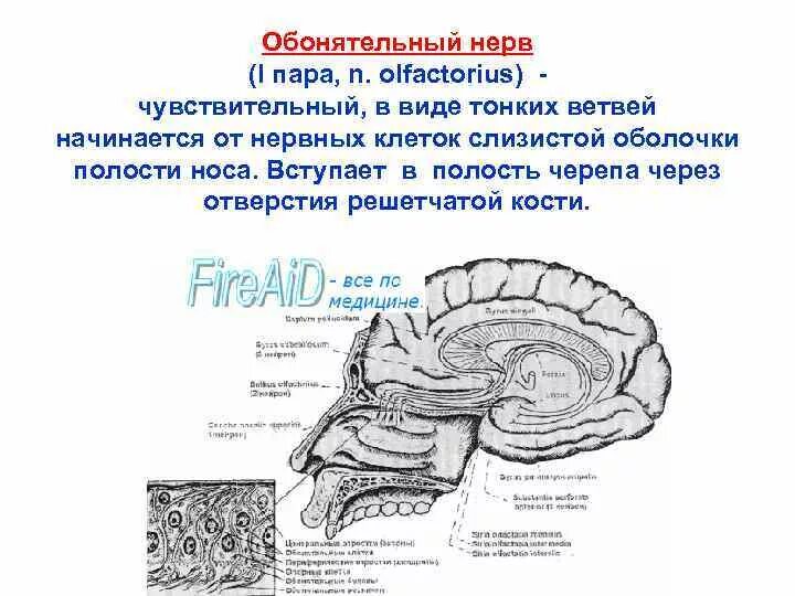 Обонятельный нерв анатомия схема. 1 Пара обонятельный нерв схема. Обонятельный нерв головного мозга. Топография обонятельного нерва. 1 нерв обонятельный