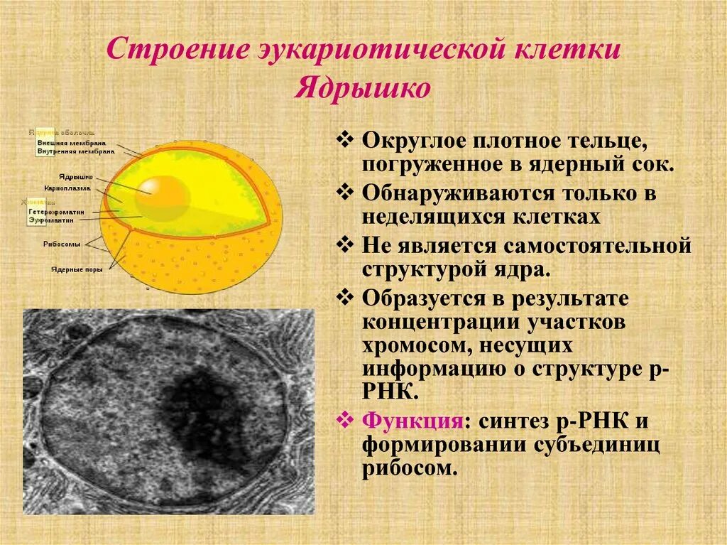 Строение ядрышка клетки. Ядро и ядрышко строение. Структура ядра эукариотической клетки. Функции ядрышка в эукариотической клетки. Назовите структуры ядра