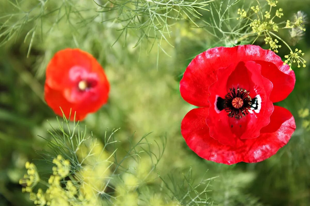 Маки фото. Ал маке су. Ал маке су. Ал маке су. Алые маки.