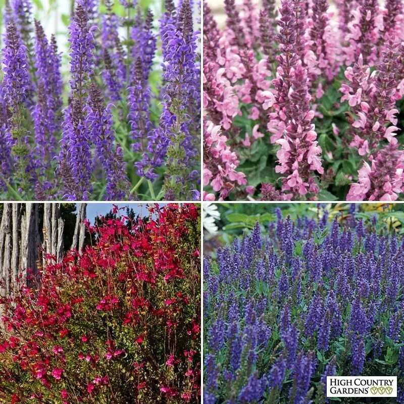 Шалфей арамис. Шалфей короткоцветковый. Шалфей дубравный negrito. Шалфей бухарский. Шалфей оффициналис.