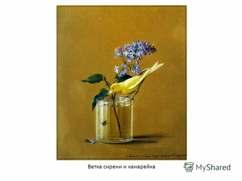 Любимые цветы толстого. Фёдор Петрович толстой канарейка.