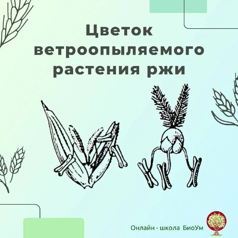 Соцветия ветроопыляемых растений. Редуцированный околоцветник ветроопыляемых. Редуцированный околоцветник ветроопыляемых. Признаки ветроопыляемых и насекомоопыляемых растений. Цветок с простым околоцветником.