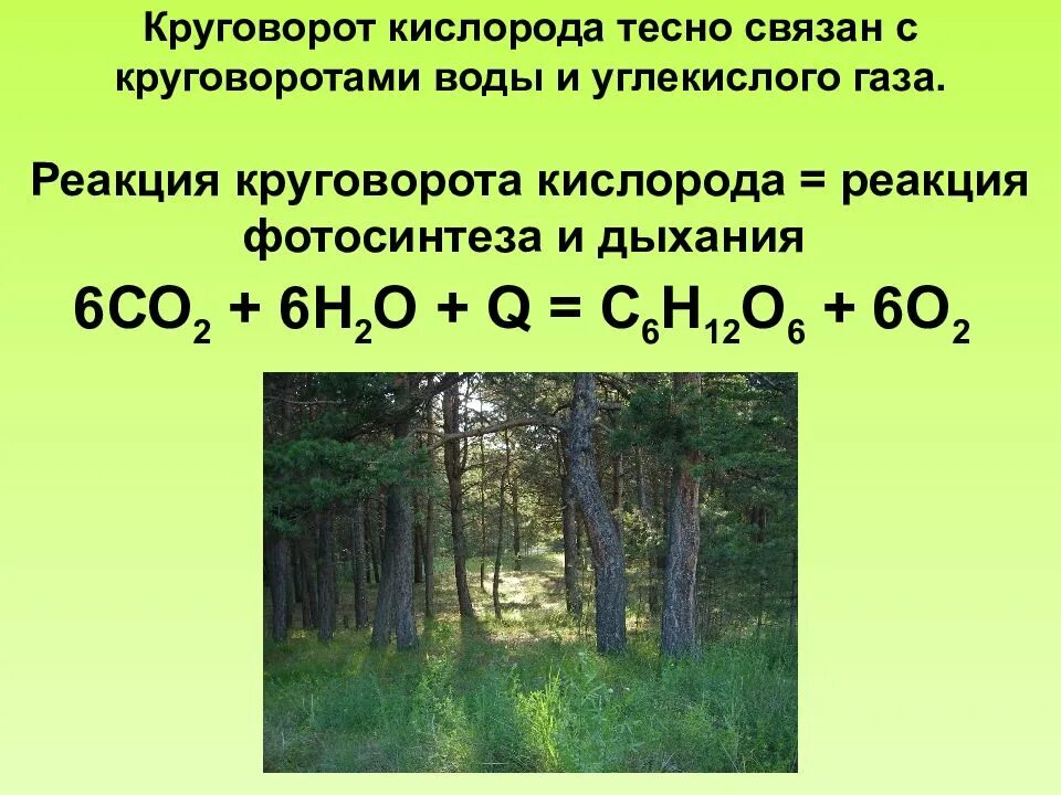 Круговорот кислорода. Кислород в природе. Кислород в природе презентация. Презентация на тему круговорот кислорода в природе. Почему собирают кислород