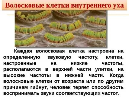 Функции волосковых клеток