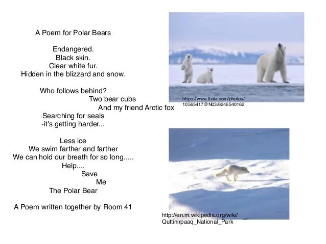 Polar перевод. Polar Bear poem. Английский язык Polar Bears. Текст про полярного медведя на английском. Topic about Polar Bear.