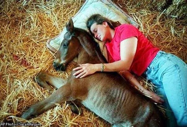 Беременна ли лошадь. Спящие лошади.