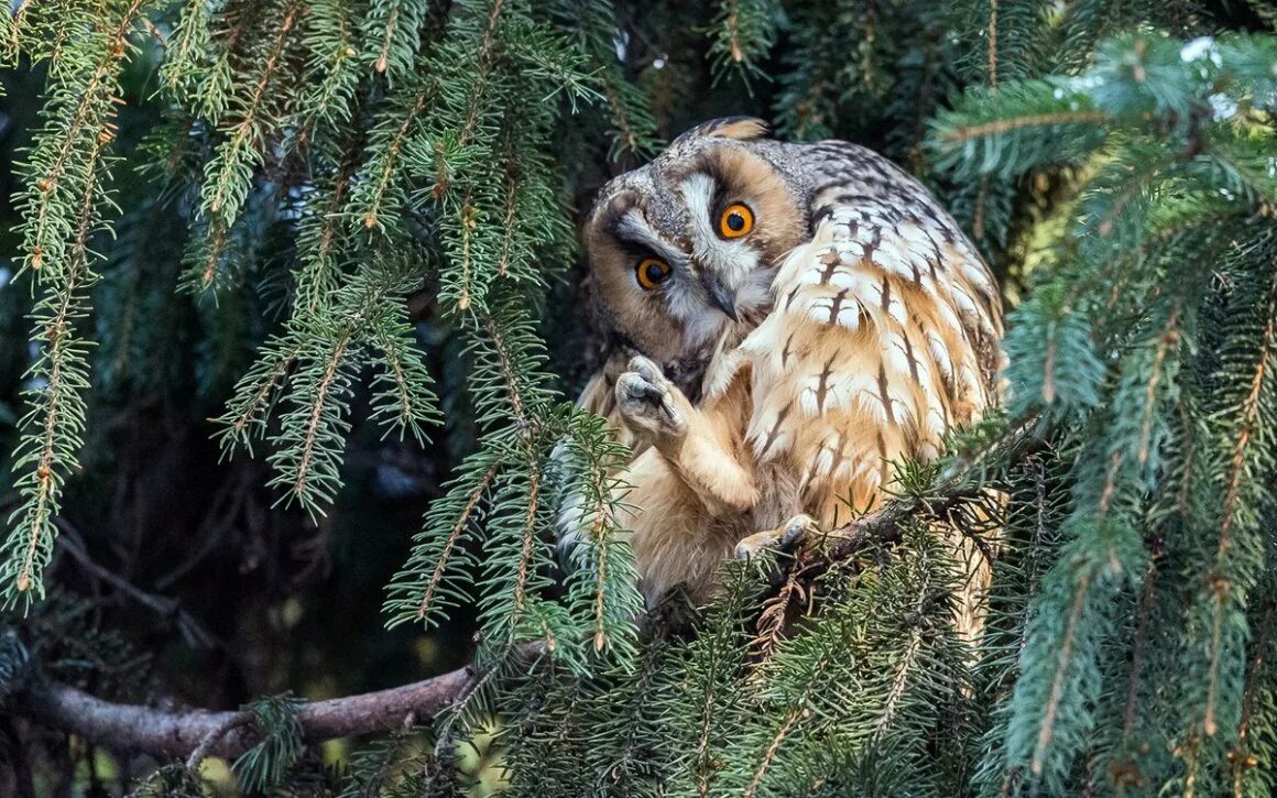 В какое время года сова. Ушастая Сова ёль. Ушастая Сова (ASIO Otus). Сова Йолль. Рыженогая неясыть.