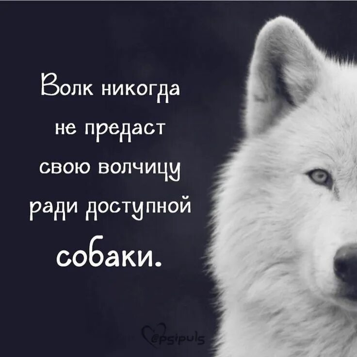 Волчица волка не предаст. Фразы волка. Цитаты Волков. Высказывания про Волков. Верность мысли