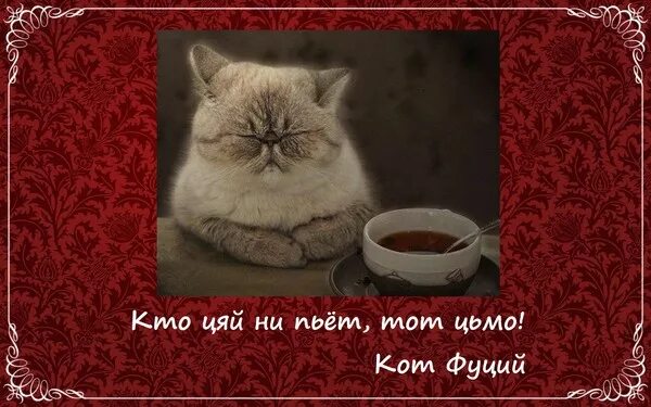 кто цяй не пьет тот цьмо. кто не пьёт цай тот цмо. кот конфуций. конфуций цяй. кто чай не пьет тот цмо.