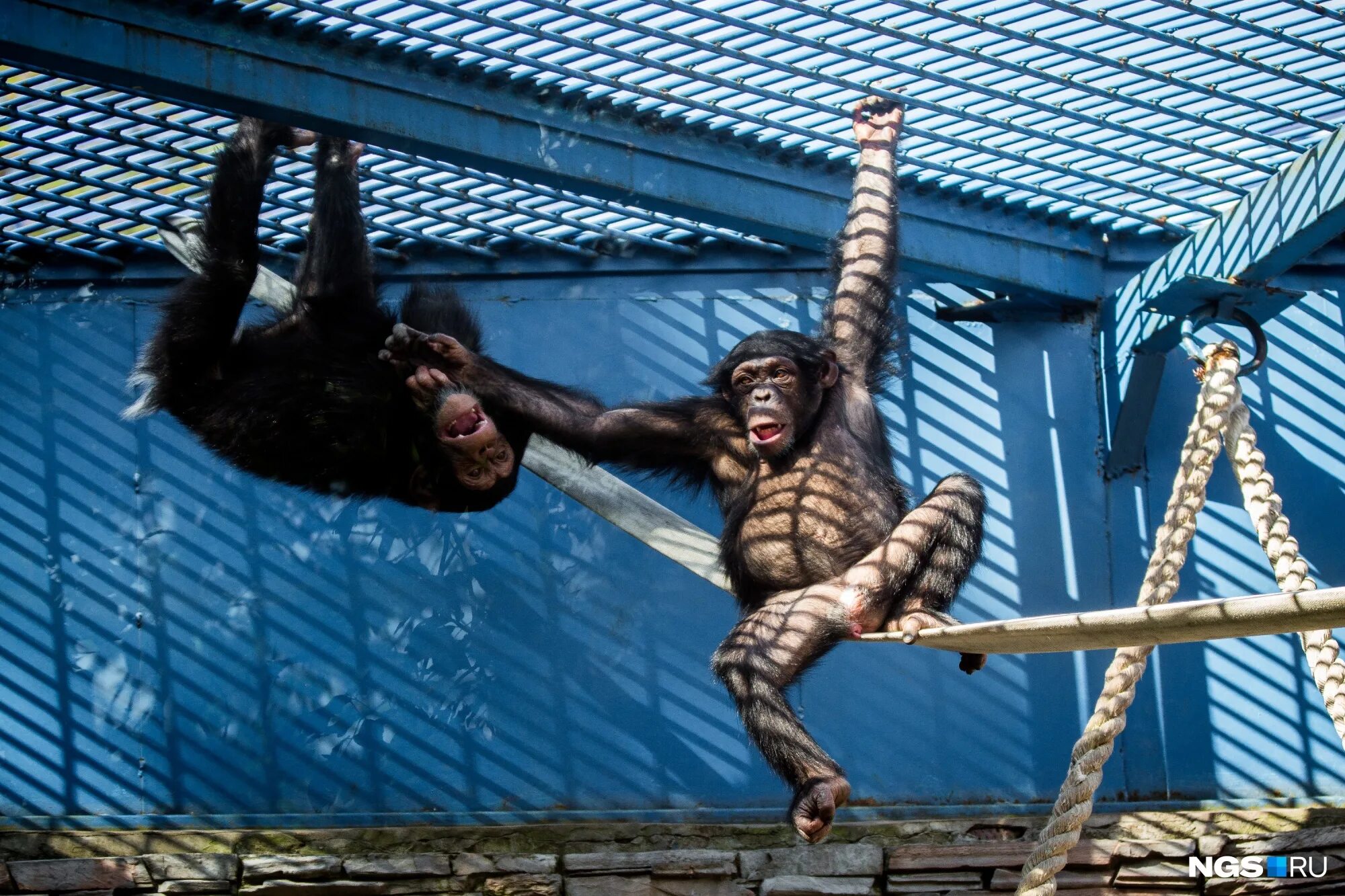 Обезьяны спб. Шимпанзе Новосибирский зоопарк. Обезьяна в зоопарке. Зоопарк Новосибирск обезьяны.