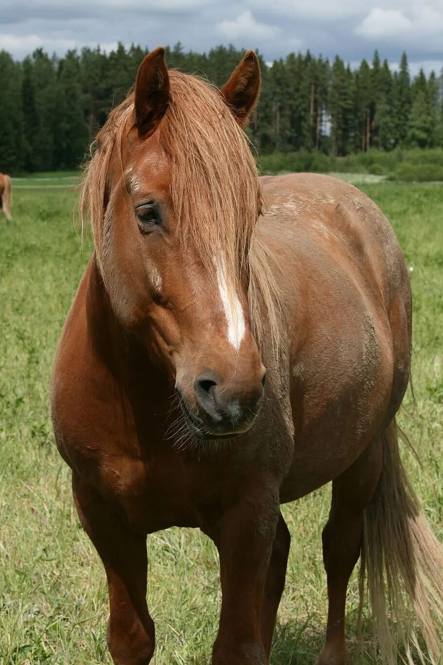 Коричневый конь. Коричневая лошадь. Лошадка, коричневый.. Бурая лошадь.