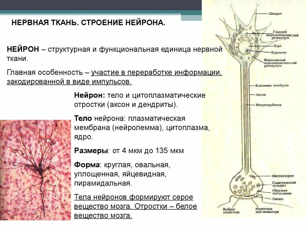 Особенности строения клеток нервной ткани. Нервная ткань строение нейрона. Нервная ткань строение и функции местоположение. Нейрон структурная единица ткани.