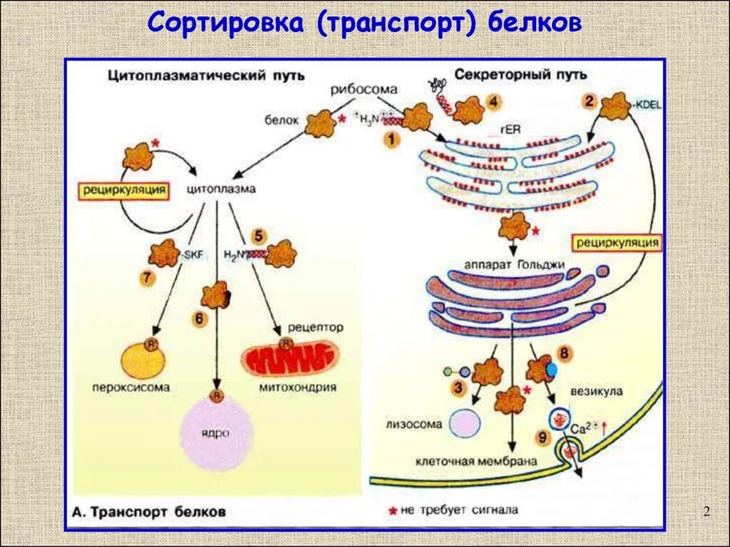 Белковый транспорт. Внутриклеточная сортировка белков. Секреторный путь синтеза и сортировки белков. Транспорт белков внутри клетки.