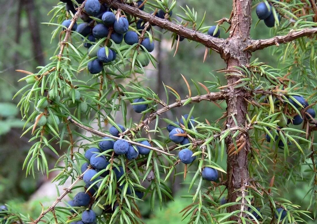 можжевельник обыкновенный шишкоягоды. можжевельник обыкновенный ягоды. можжевельник казацкий ягоды. можжевельник ягода. шишкоягода можжевельника это.
