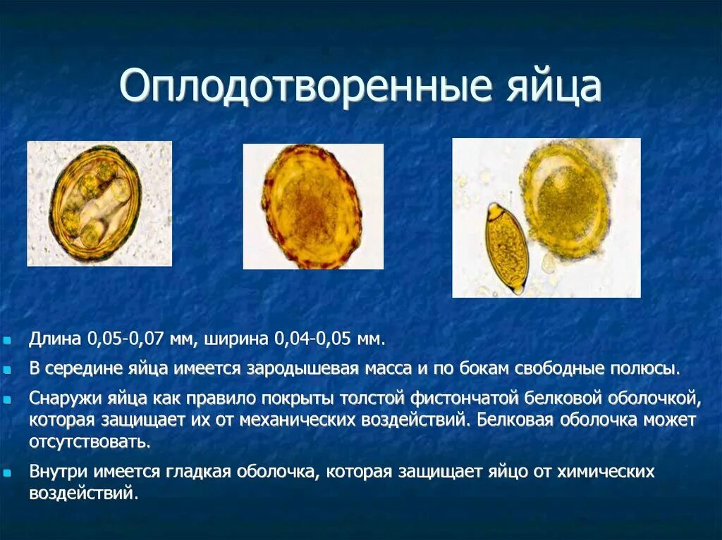 Оплодотворенное ли яйцо. Яйцо оплодотворенное и неоплодотворенное. Оплодотворенное и неоплодотворенное яйцо аскариды. Неоплодотворенное яйцо аскариды.