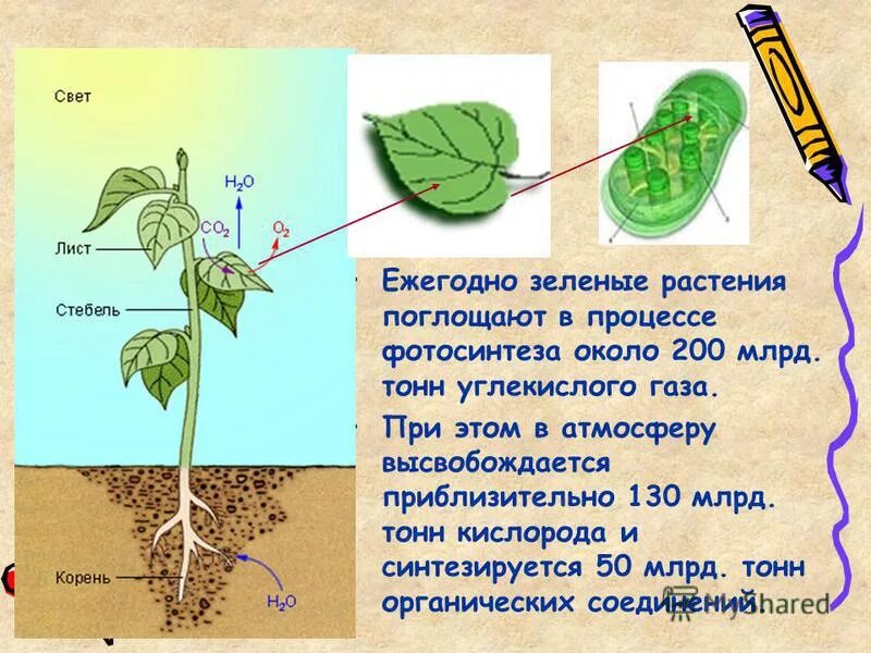 Во время фотосинтеза растения поглощают воду. Растения в процессе фотосинтеза поглощают углекислый ГАЗ. В процессе фотосинтеза зеленые растения поглощают. Поглощение листом углекислого газа.