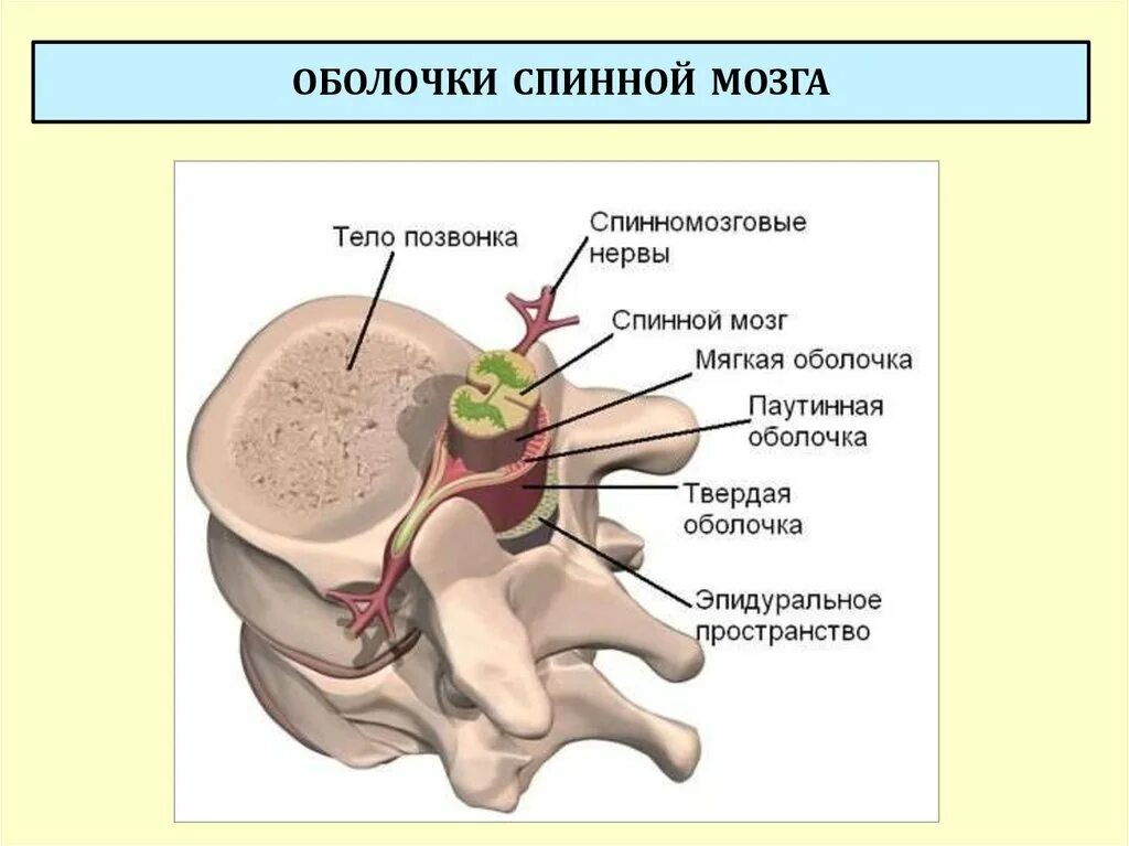 Боль в спинном мозге. Строение позвоночника и спинного мозга. Дуральный мешок анатомия. Спинной мозг анатомия человека. Позвоночник и спинной мозг анатомия.