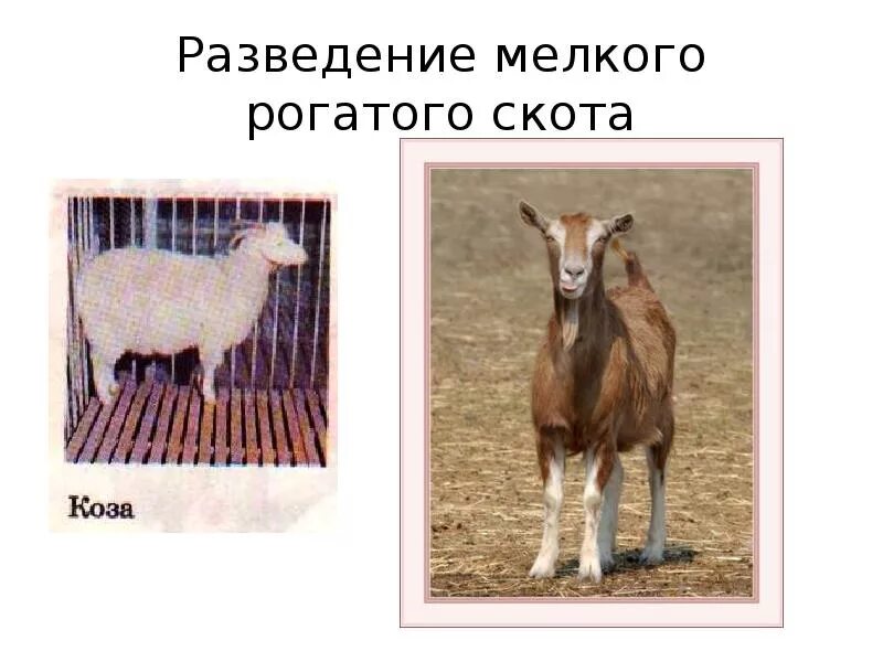 Мелкий рогатый скот разведение. Романовская порода овец характеристика. Презентация мелкий рогатый скот. Мелкий рогатый скот. Мелкий рогатый скот разведение.