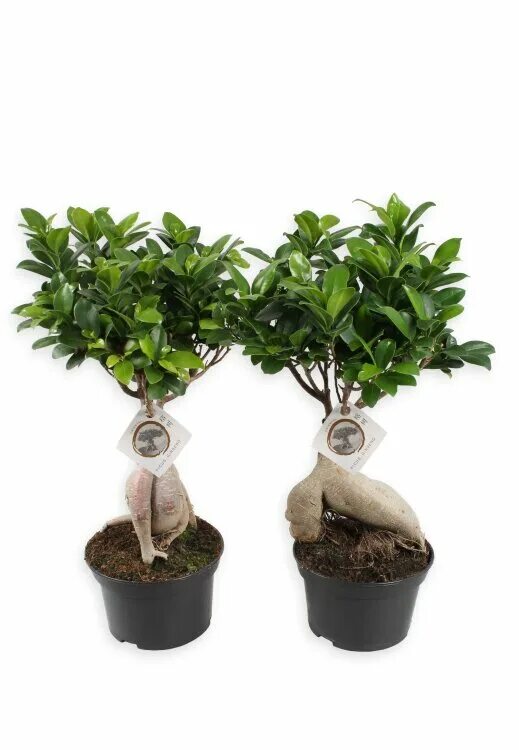 Как сформировать микрокарпа. Фикус гинсенг. фикус микрокарпа. ficus microcarpa ginseng. горшок для фикуса микрокарпа.