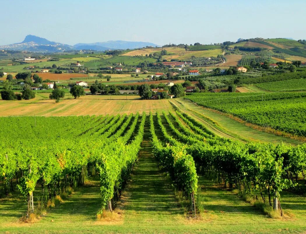 специализация сельского хозяйства италии. место италии в мировой экономике. виноградники ломбардии. итальянская экономика. экономика италии.