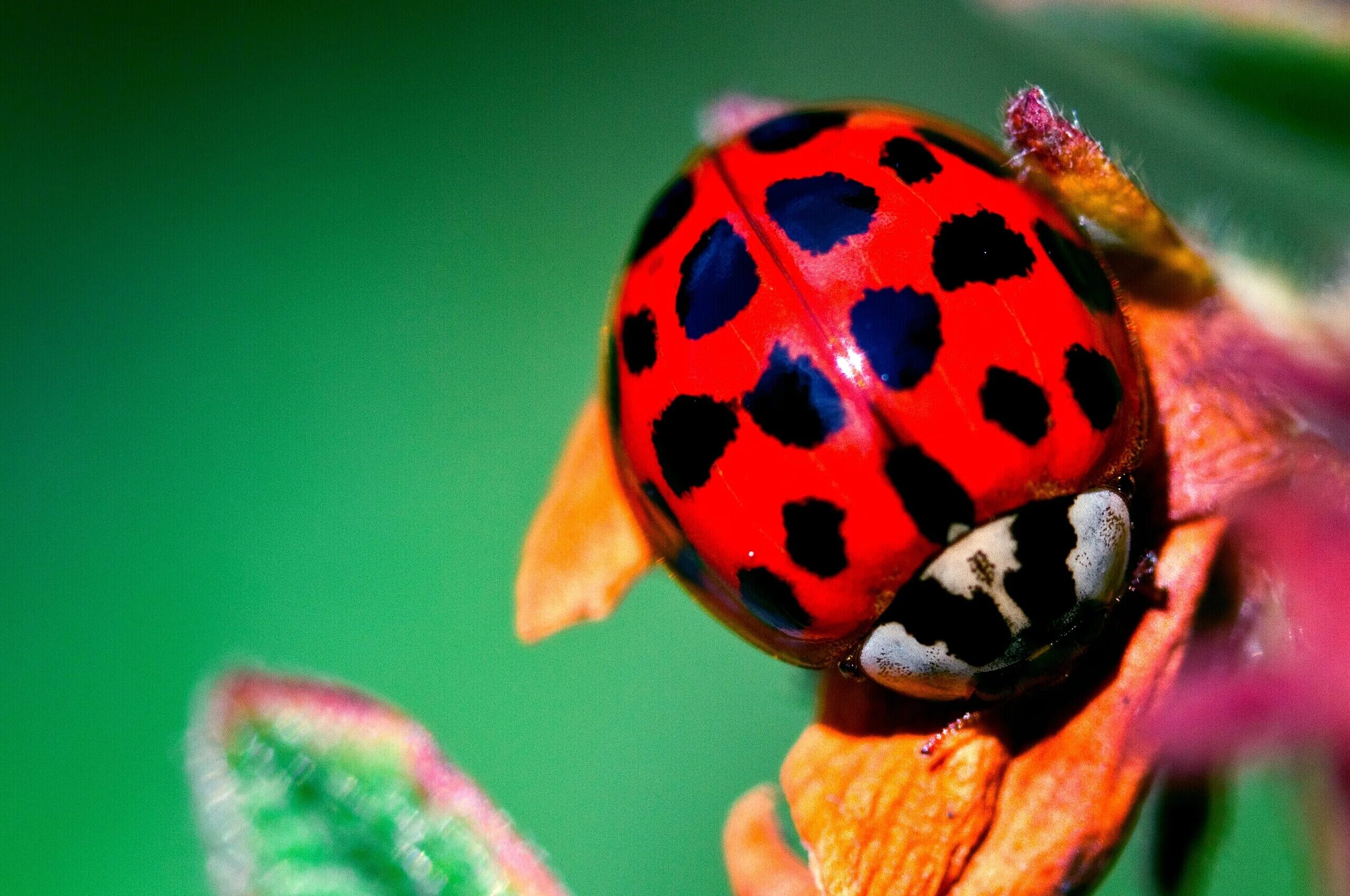 8 божьих коровок. Двенадцатиточечная Божья коровка (Coleomegilla maculata). Австралийская Божья коровка. Членистоногие насекомые Божья коровка. Боже коробка.