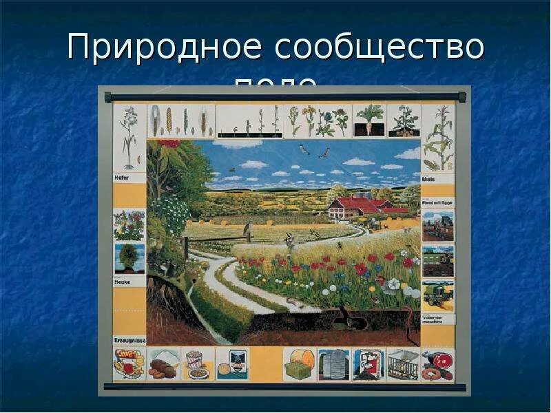 Поле для сообщения. Природное сообщество поле. природное сообщество поле для дошкольников. природное сообщество поле доклад. природное сообщество поле животные.