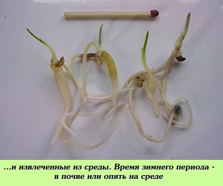 Можно размножить орхидею корнями. Черенкование орхидеи фаленопсис. укоренение череренков орхидеи. размножение орхидных. размножение орхидеи корнями.