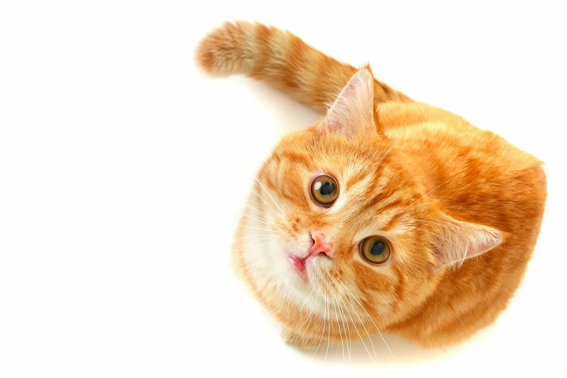 Фон рыжий кот. Рыжий кот. рыжая кошка. рыжий котик. кошка на белом фоне.