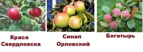 Имена яблони
