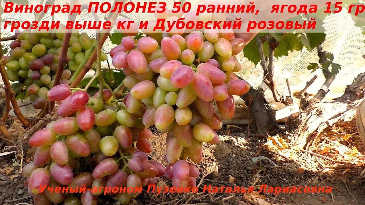 Виноград Полонез-50 - купить саженцы ягодных культур с доставкой по Украине в ма