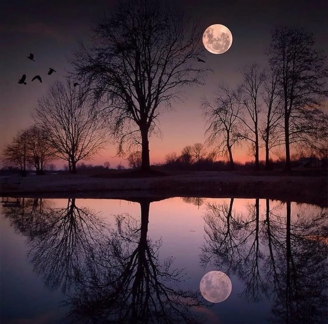 Красивая ноябрьская ночь. Полнолуние осень. Луна осень. Ноябрьская Луна. Луна в осеннем лесу.