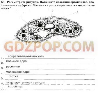 Рассмотрите рисунок напишите названия органоидов