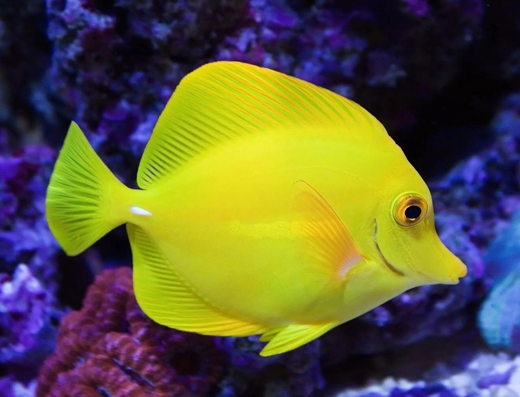 Рыба Еллоу танг. Зебрасома желтохвостая. Йеллоу рыбка аквариумная. Зебрасома флавинценс.
