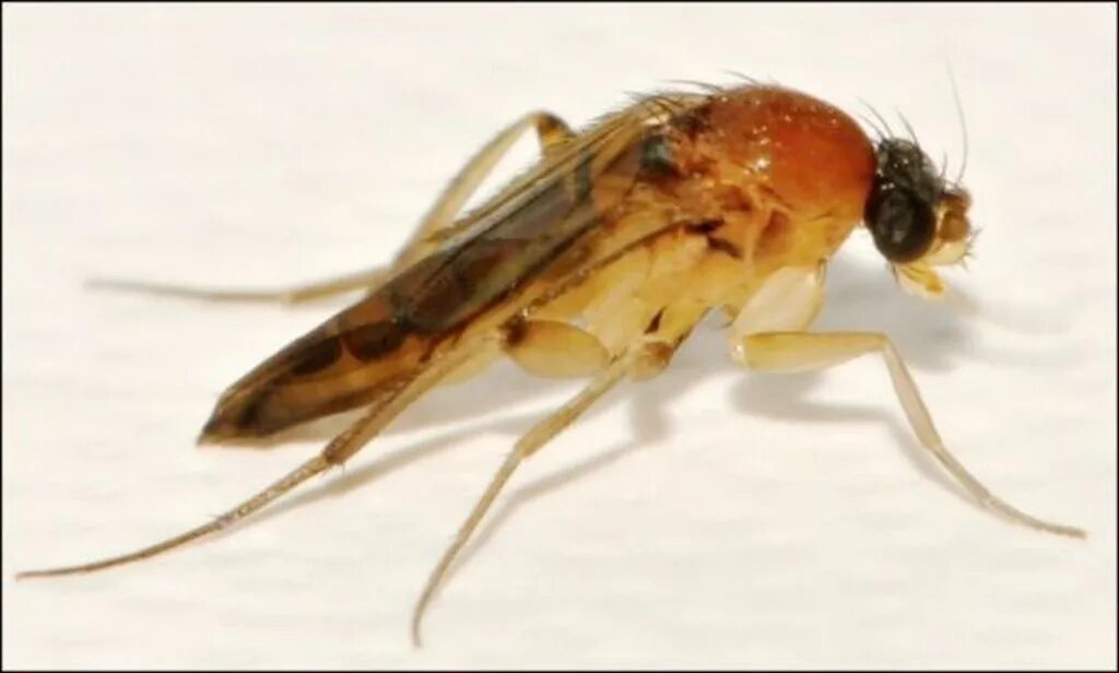 фрукты банан. муха горбатка в бананах. бразильский банановый паук. пауки в бананах. личинки бананового паука.