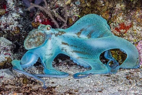 Карибский осьминог