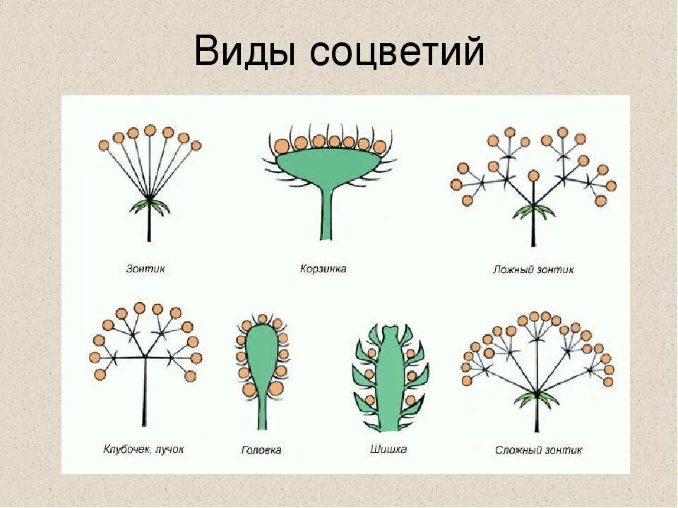 Соцветие кистевидная корзинка. Кистевидная корзинка схема соцветия. Соцветия 5 класс биология. Соцветие полузонтик.