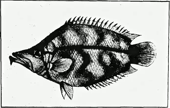 Yachtline. сазан морской каспийский. 14 рыба. рыба песчанка морская. рыба желтый полосатик живая.