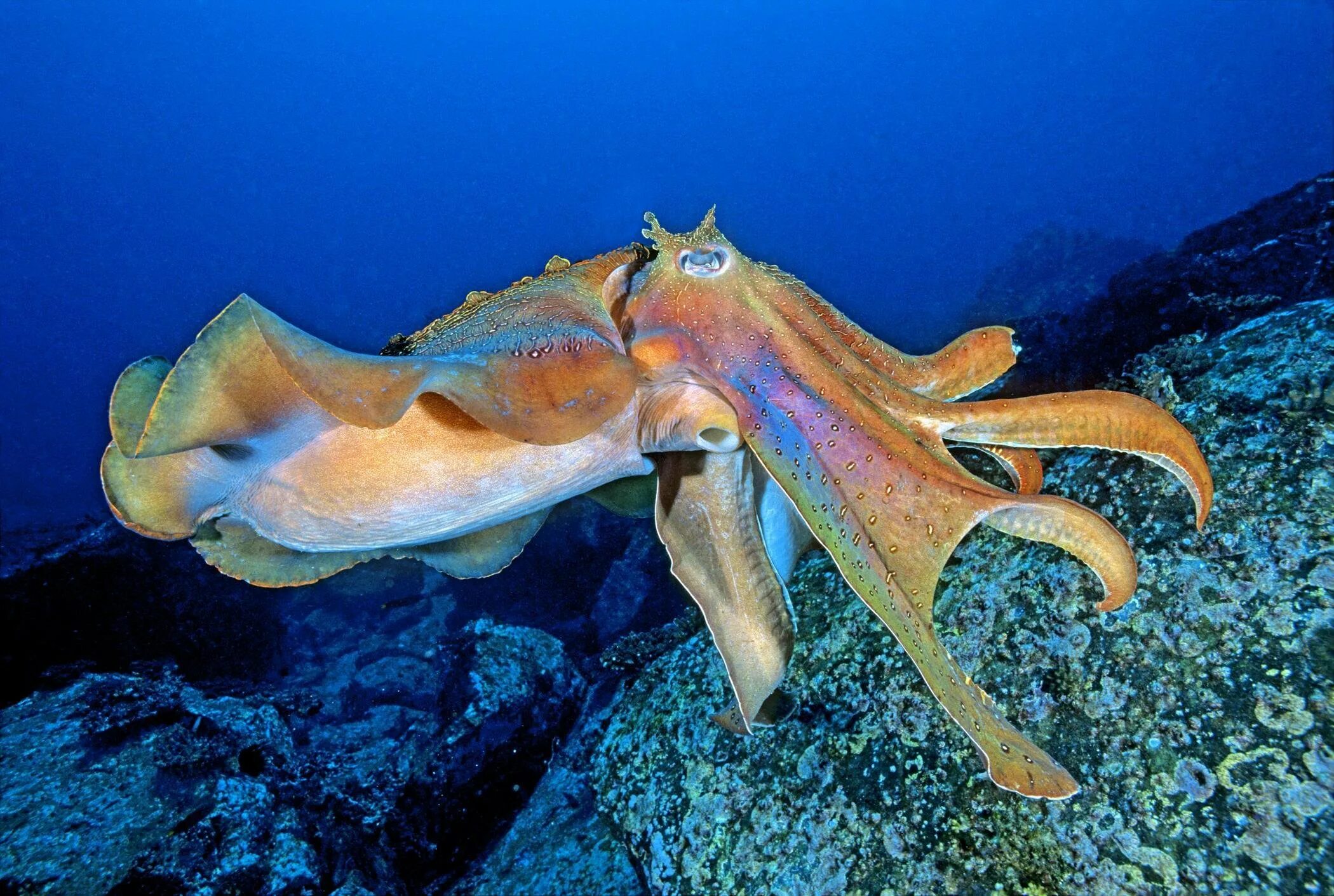 Жизнь морских животных